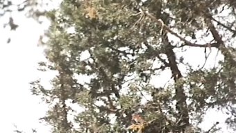 Vahşi Doğada Am Yalama: Batı Macerası