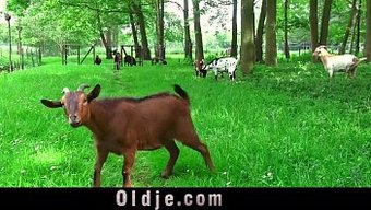 Genç Üvey Kız, Yaşlı Adama El Işi Ve Sakso Çekiyor