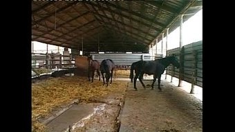 Italyan Güzeli Kelly Stafford Sıcak Bir Anal Sahnede Içine Boşalıyor