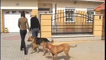 Lezbiyen Kızlar Biraz Am Yalama Ve Parmaklama Keyfi Yaşıyorlar